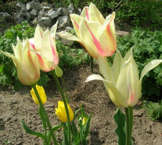 Tulipan Marylin