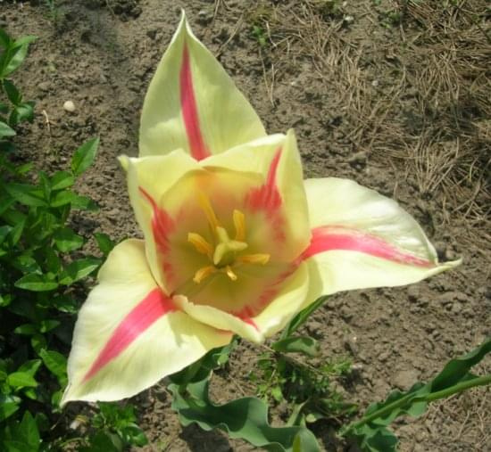 Tulipan Marylin