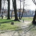 Park w Staszowie wiosną 2008 r. #Zwiedzanie