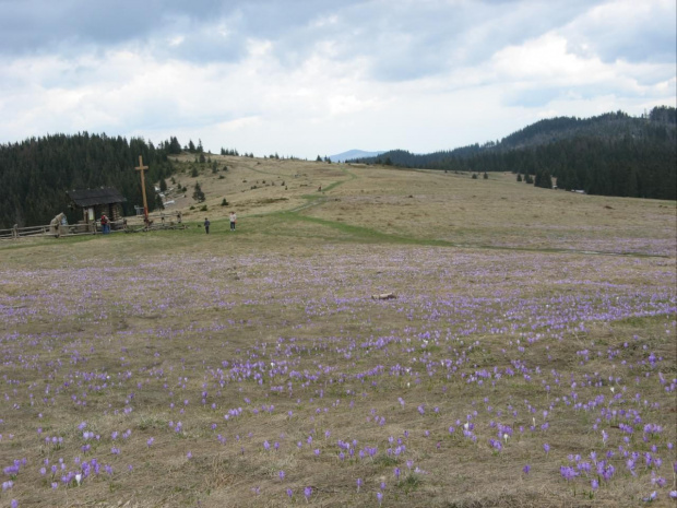 Krokusy na Hali Turbacz