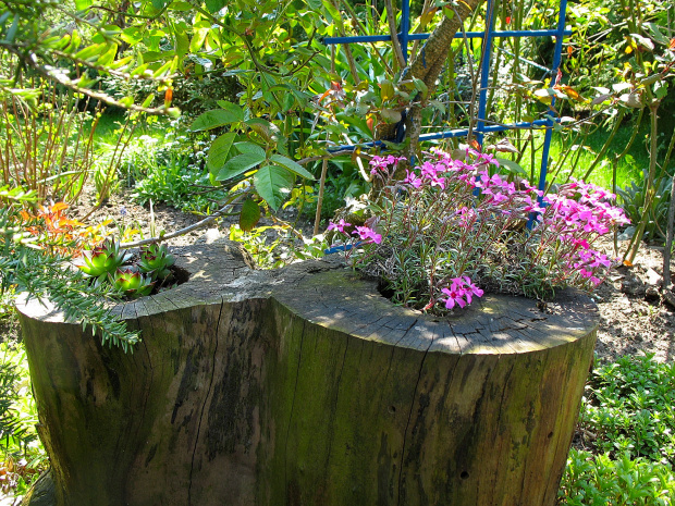 płomyk szydlasty na pieńku #wiosna #ogród #DekoracjeOgrodowe #kwiaty
