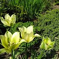 ... i tulipanki ... #tulipany #kwiaty #ogród #wiosna