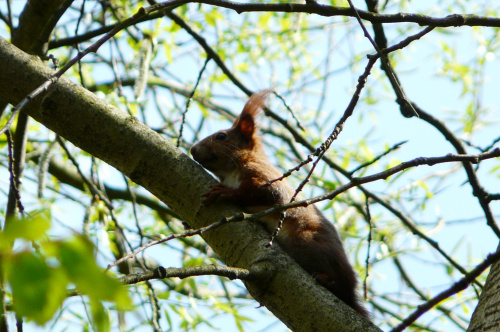 leśne spotkanie z wiewiórką ... #WIEWIÓRKI