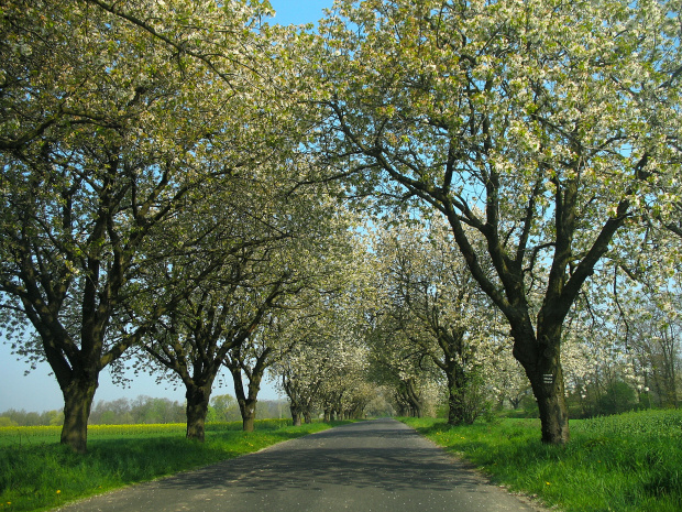 droga czereśniowa #droga #wiosna #drzewa #czereśnie