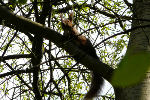 leśne spotkanie z wiewiórką ... #WIEWIÓRKI