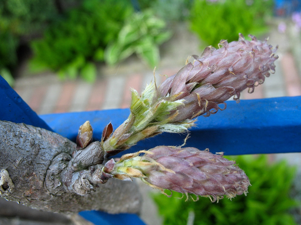 glicynia ... na razie pąki #glicynia #kwiaty #pąki #pnącze #wiosna #wisteria