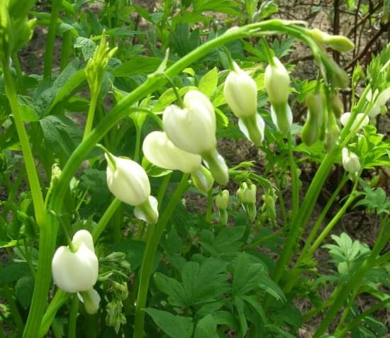 Dicentra Spectabilis Alba