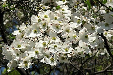 Kwitnące derenie #dereń