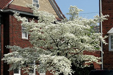 Kwitnące derenie #dereń