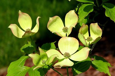 Kwitnące derenie #dereń