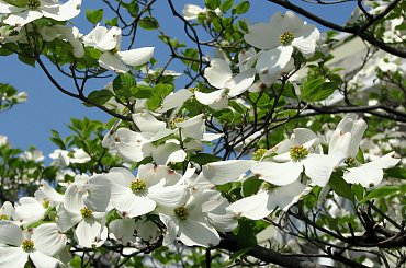 Kwitnące derenie #dereń