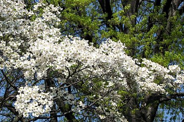 Kwitnące derenie #dereń