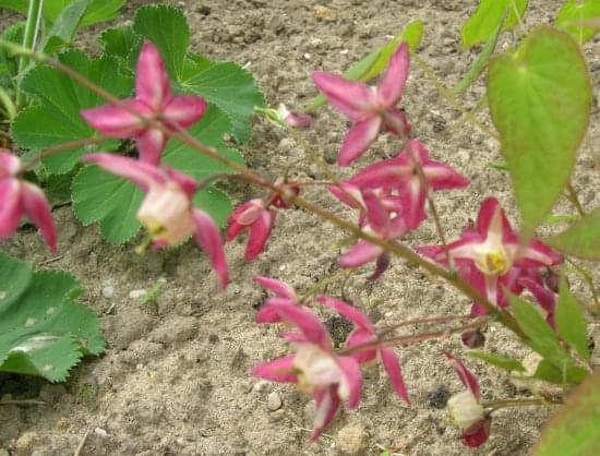 Epimedium Grandiflorum