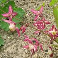 Epimedium Grandiflorum