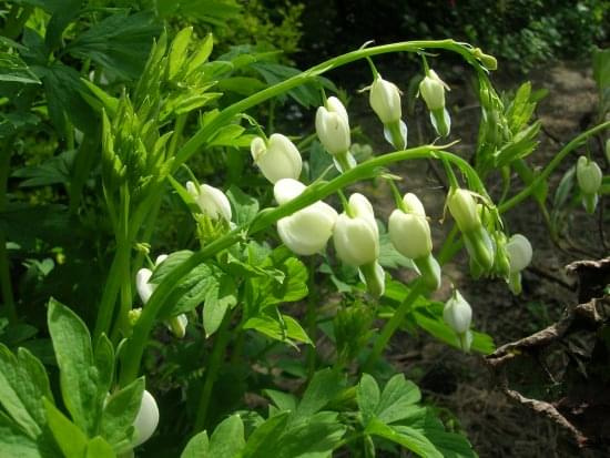 Dicentra spectabilis Alba