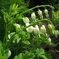 Dicentra spectabilis Alba