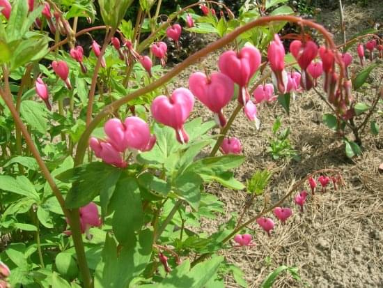 Dicentra spectabilis