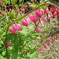 Dicentra spectabilis