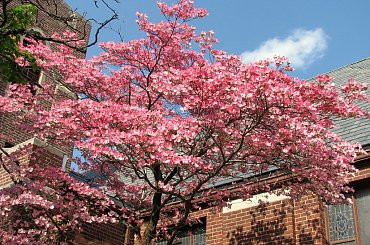 Kwitnące derenie #dereń