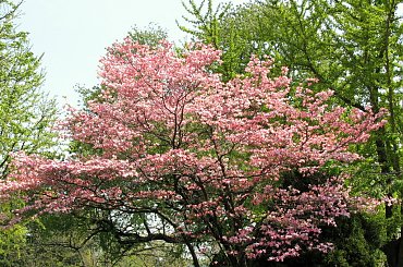 Kwitnące derenie #dereń