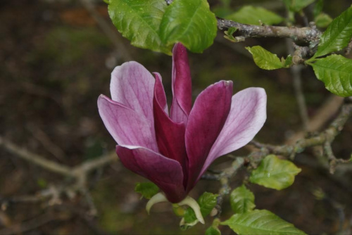 Kwiat magnolii #Rośliny