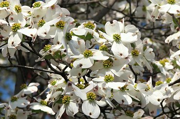 Kwitnące derenie #dereń