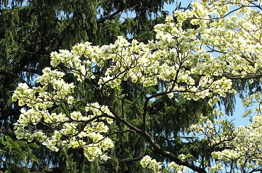 Kwitnące derenie #dereń