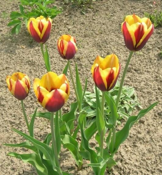 Tulipa Gavota