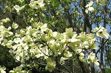 Kwitnące derenie #dereń