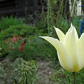 pan tulipan #kwiaty #tulipany #ogród