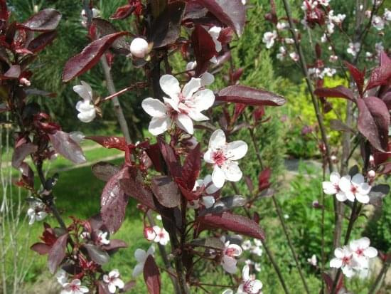 Prunus cistena