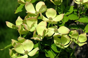 Kwitnące derenie #dereń