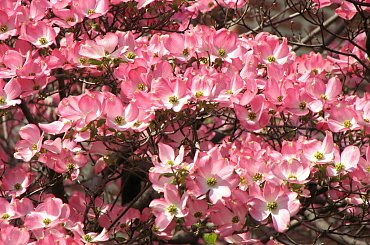 Kwitnące derenie #dereń