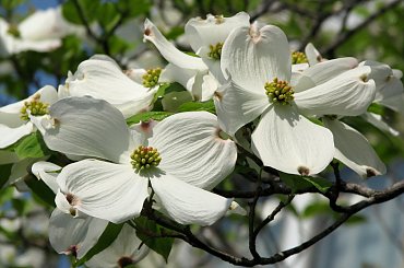 Kwitnące derenie #dereń