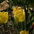 Tulipaniki ;) #tulipany #tulipan #kwiat #roślina