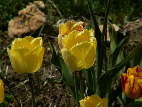 Tulipaniki ;) #tulipany #tulipan #kwiat #roślina