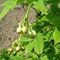 Staphyllea pinnata