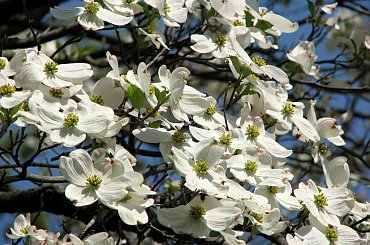 Kwitnące derenie #dereń