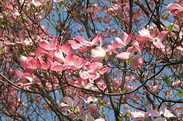 Kwitnące derenie #dereń