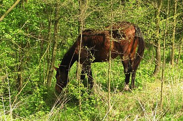 Majowe pastwiska w Piskorzynie #Piskorzyna #fundacjaTara #konie #pastwisko
