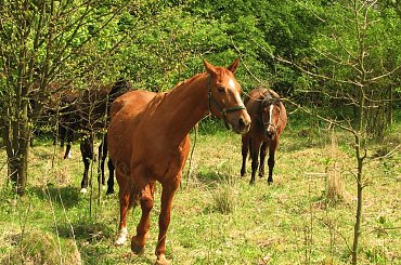 Majowe pastwiska w Piskorzynie #Piskorzyna #fundacjaTara #konie #pastwisko