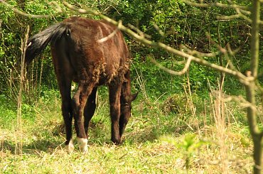 Majowe pastwiska w Piskorzynie #Piskorzyna #fundacjaTara #konie #pastwisko