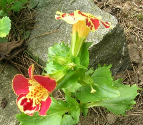 Mimulus