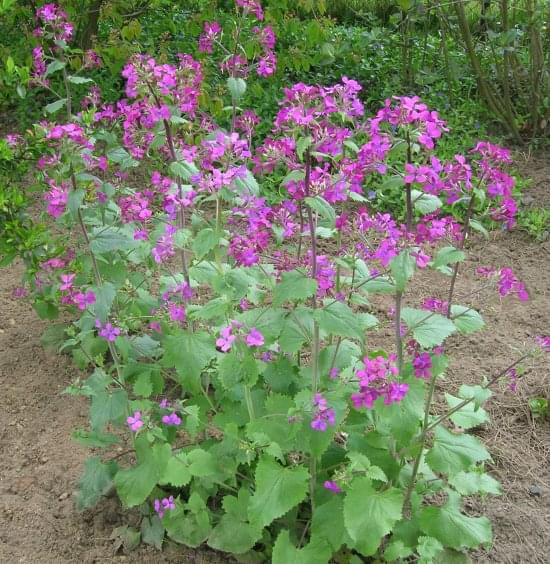 Lunaria annua