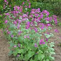 Lunaria annua