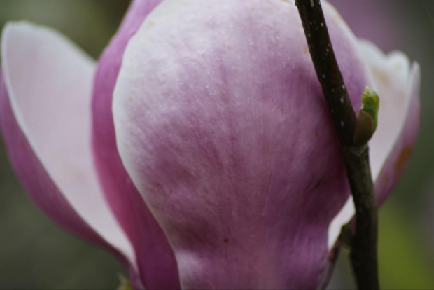 Magnolia 2 #Rośliny