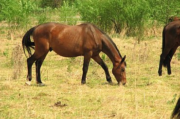Majowe pastwiska w Piskorzynie #Piskorzyna #fundacjaTara #konie #pastwisko