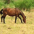 Majowe pastwiska w Piskorzynie #Piskorzyna #fundacjaTara #konie #pastwisko