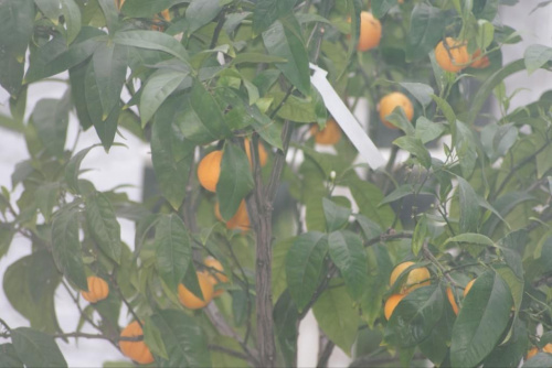 Drzewko mandarynkowe #Rośliny