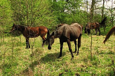 Majowe pastwiska w Piskorzynie #Piskorzyna #fundacjaTara #konie #pastwisko
